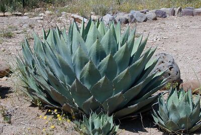 Tequila and mezcal: the soul of Mexico in a glass