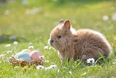 De l'ordinaire au génie : améliorez votre brunch/dîner de Pâques avec ces friandises alcoolisées !