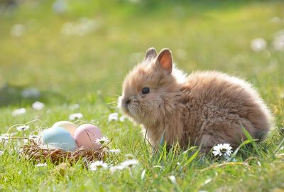 From ordinary to genius: upgrade your Easter brunch/dinner with these alcoholic treats!