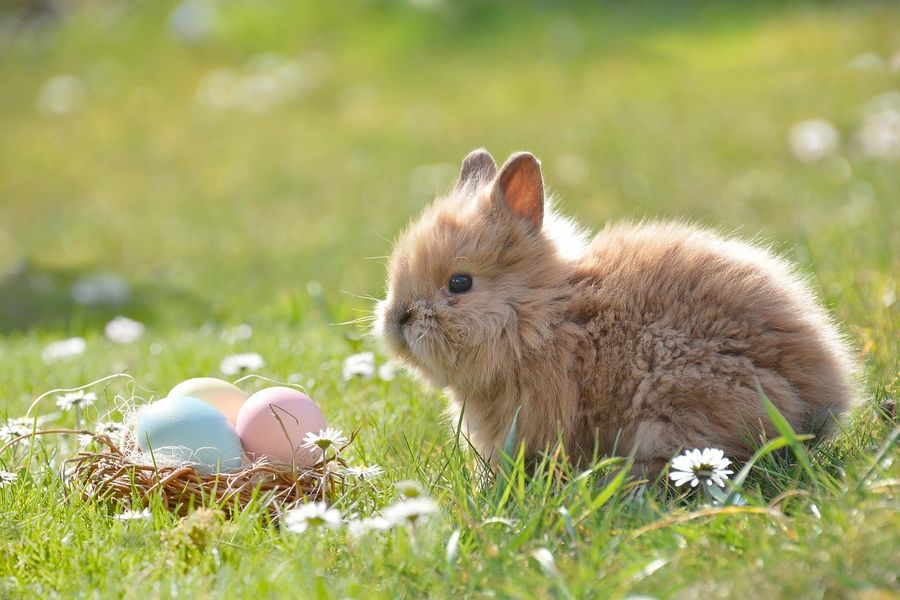 From ordinary to genius: upgrade your Easter brunch/dinner with these alcoholic treats!